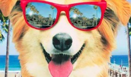 狗狗电影在线观看