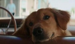 狗狗电影在线观看