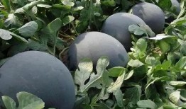 网红吃瓜黑料吃瓜别打样,揭秘网络舆论背后的真相与反思