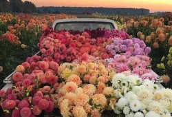 大丽花康士坦丝技能爆料最新消息,神秘力量觉醒，战力再升级！