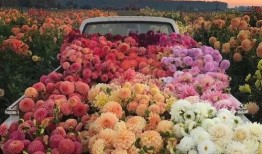 大丽花康士坦丝技能爆料最新消息,神秘力量觉醒，战力再升级！