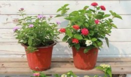 最近酒店行业爆料案例视频,近期案例视频深度解析