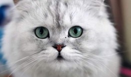 爆料最新款金吉拉,揭秘豪华座驾的尖端科技与时尚风采