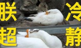 户外白鸽被爆料视频