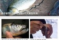 钓鱼爆料大全视频,揭秘钓鱼技巧与实战经验分享