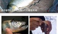 钓鱼爆料大全视频,揭秘钓鱼技巧与实战经验分享