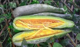 阜宁网红吃瓜,揭秘当地美食背后的故事