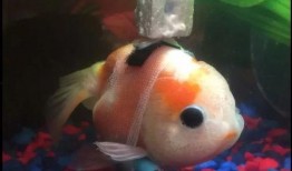 咸鱼最新金鱼爆料