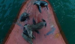 海狗最新爆料视频,揭秘娱乐圈不为人知的秘密