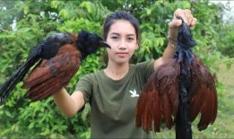 户外白鸽被爆料视频