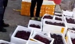 长春爆料大哥视频,揭秘城市生活百态