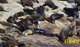 海狗最新爆料视频,揭秘娱乐圈不为人知的秘密