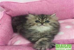 爆料最新款金吉拉,揭秘豪华座驾的尖端科技与时尚风采