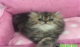 爆料最新款金吉拉,揭秘豪华座驾的尖端科技与时尚风采