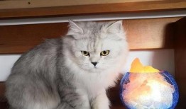 爆料最新款金吉拉,揭秘豪华座驾的尖端科技与时尚风采