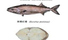 鳕鱼最新爆料新闻报道图片,揭秘娱乐圈幕后真相！”