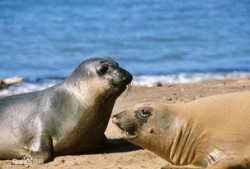 海狗最新爆料视频,揭秘娱乐圈不为人知的秘密