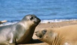 海狗最新爆料视频,揭秘娱乐圈不为人知的秘密