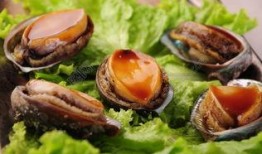 鲍鱼最新爆料图片大全,高清美图大赏