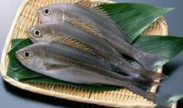 新闻爆料海鱼视频下载大全,海量海洋生物资源一网打尽