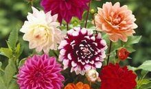 大丽花康士坦丝技能爆料最新消息,神秘力量觉醒，战力再升级！