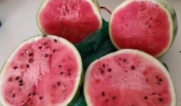 免费吃美都无籽麒麟瓜,尽享无籽麒麟瓜的美味之旅